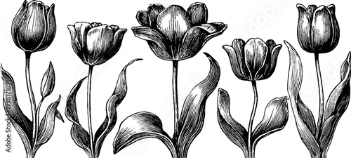 Vintage engraved tulip clipart sheet featuring open flowers and narrow buds botanical art for design background and repeat pattern use