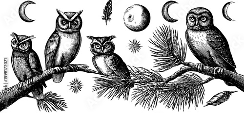 Vintage engraved owls and moon phases clipart sheet with pine branches stars and feathers for celestial nature labels and rustic design elements