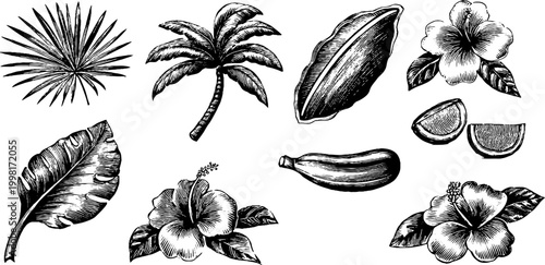Vintage engraved tropical palm leaves monstera hibiscus and banana clipart sheet with floral and fruit elements for botanical design and summer packaging