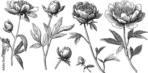 Vintage engraved peony branches and buds sheet with delicate ink details for botanical design and romantic wedding invitation background