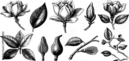 Vintage engraved magnolia buds leaves and botanical branches clipart set with separate petals and floral accents for wallpaper background and craft design