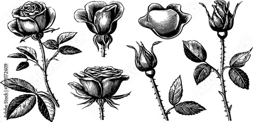 Vintage engraved rose clipart elements with separate petals buds and stems for floral design pattern and background use in wedding invitations and stationery