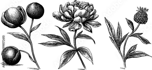 Vintage engraved peony botanical elements sheet with separate blossoms buds and leaves for floral pattern design background and decorative wallpaper