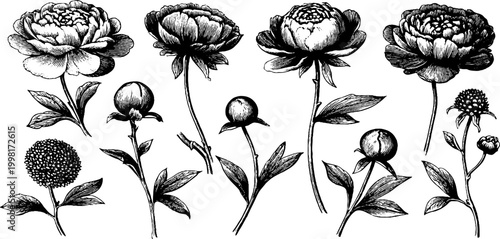 Vintage engraved peony clipart sheet with multiple blooms buds and stems for floral pattern background and botanical design use in print and craft