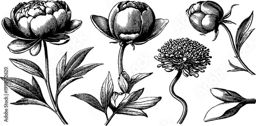 Vintage engraved peony clipart elements with separate petals and leaves for floral design pattern and background use in invitations and stationery