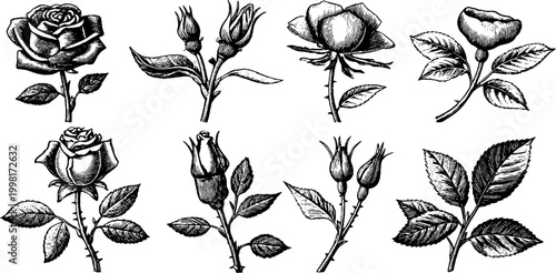 Vintage engraved rose clipart sheet with separate buds stems leaves and petals for floral pattern background and botanical design use in cards and craft projects
