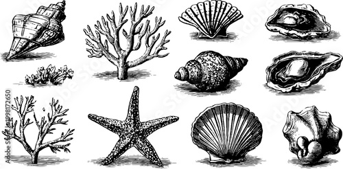 Vintage engraved shell and coral specimen clipart sheet with starfish and oyster for marine pattern and beach design