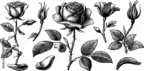 Vintage engraved rose botanical line art sheet of single blooms buds leaves and stems for decorative design and pattern elements