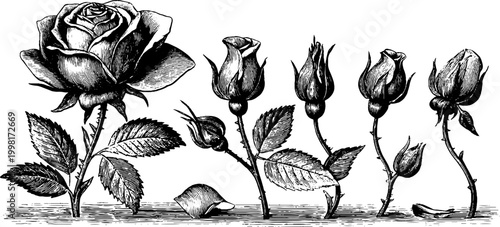 Vintage engraved rose botanical row of buds and stems with single blossoms for decorative border and botanical design elements
