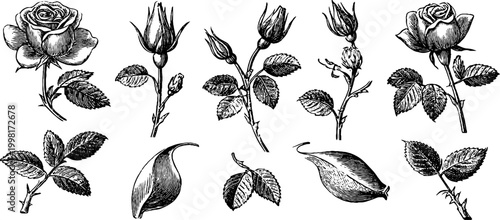 Vintage engraved rose line art collection of single blooms buds leaves and petals for botanical embellishment and decorative design use