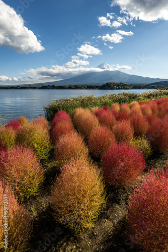 Japan Fuji Oishi Park