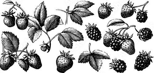 Vintage engraved strawberry and raspberry botanical elements sheet for design, packaging, labels and seamless background