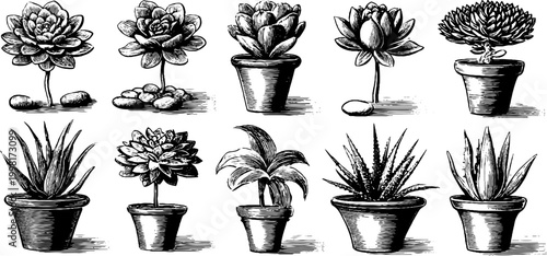 Vintage engraved clipart sheet of succulent rosettes and clay pots for botanical packaging background and decorative poster design