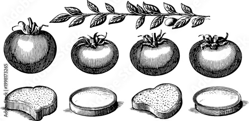 Vintage engraved clipart sheet of whole tomatoes bread rounds and herb sprig for menu background and packaging design