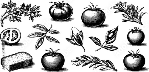 Vintage engraved tomato and mozzarella clipart sheet with herbs and leaves for kitchen design packaging and label artwork