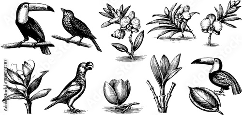 Vintage engraved toucans and orchid clipart sheet with tropical flowers and leaves for botanical design and nature decor
