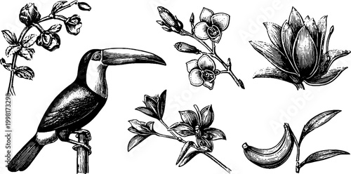Vintage engraved toucan and orchid clipart sheet with tropical blooms and botanical elements for stationery and print design