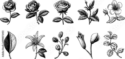 Victorian engraved botanical sheet of roses leaves and lilies with stems and buds for vintage floral design and decorative labels and packaging