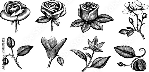Victorian engraved rose and lily clipart sheet with detailed buds leaves and stems for vintage botanical design and decorative packaging elements