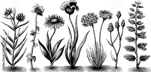 Vintage engraved meadow wildflower clipart sheet of botanical flowers and plants in black ink for background and botanical design elements