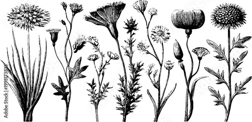 Vintage engraved meadow wildflower clipart sheet of botanical flowers and plants in black ink for background and botanical design elements