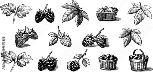 Vintage engraved wild strawberry and raspberry clipart set with leaves baskets and single berry sketches for botanical design labels patterns and craft backgrounds