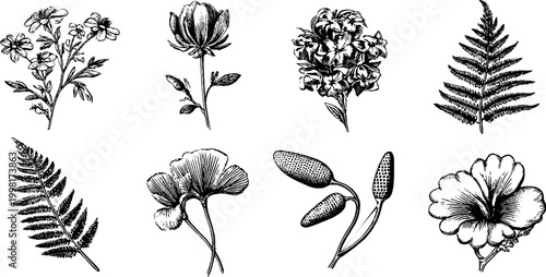 Vintage engraved wildflower bouquet parts collection with fern leaves and small blossoms for botanical design and craft elements