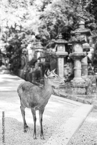 Japan Nara Park Reh