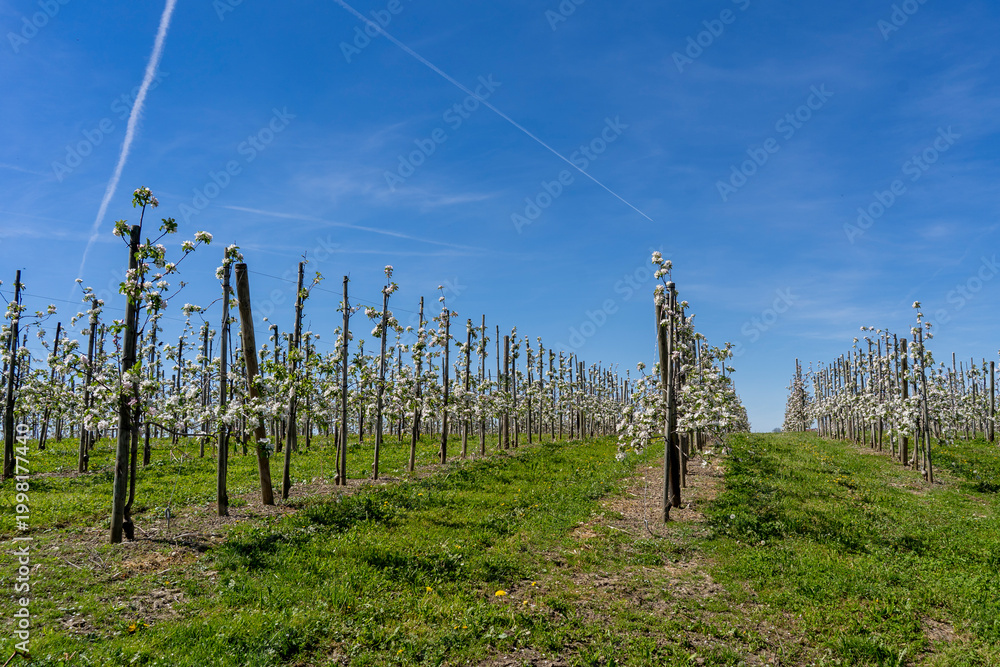 Obraz premium view through a flourishing apple orchard in full spring bloom, featuring rows of trees with white and pink blossoms under a clear blue sky in the Lake Constance region.