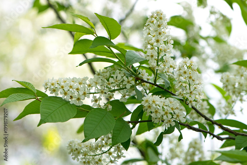 Canvastavla Prunus padus