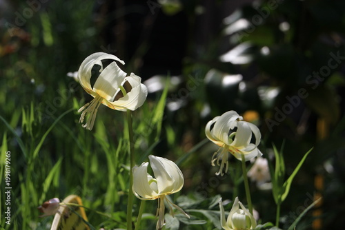 Erythronium dens-canis , Dents de chiens blanches 