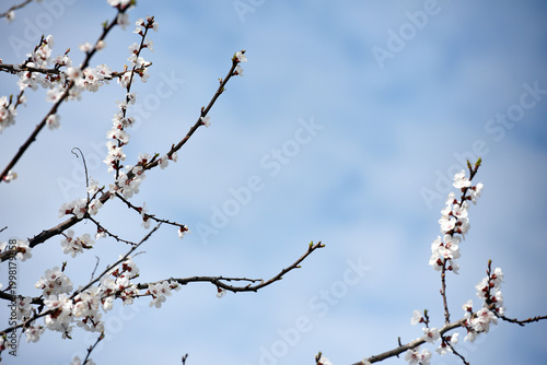 Blossoming of the apricot tree in spring time with white beautiful flowers. image with copy space. Natural seasonal background. flowering apricot branches, white flowers on a tree in an orchard