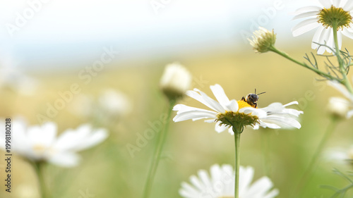 Foto bee on a chamomile