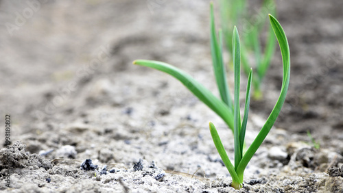 фотографія young shoots of winter garlic in the garden