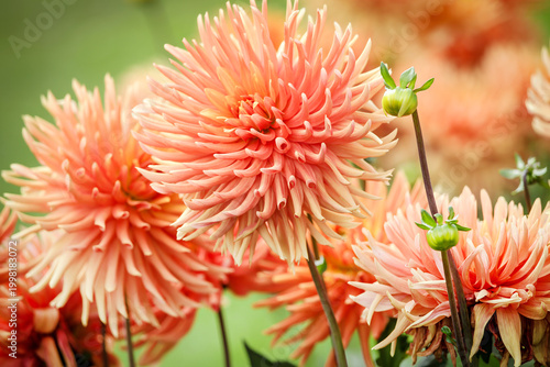 Dahlien im Garten