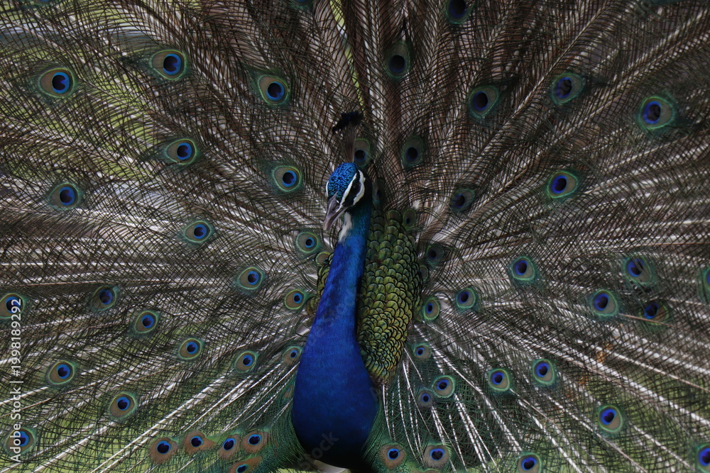 Obraz premium Peacock A peacock spreads its tail Beautiful