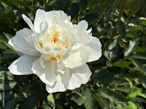 Pure white peony paeonia flower.