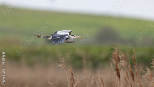 Grey Heron (Ardea cinerea) in Flight