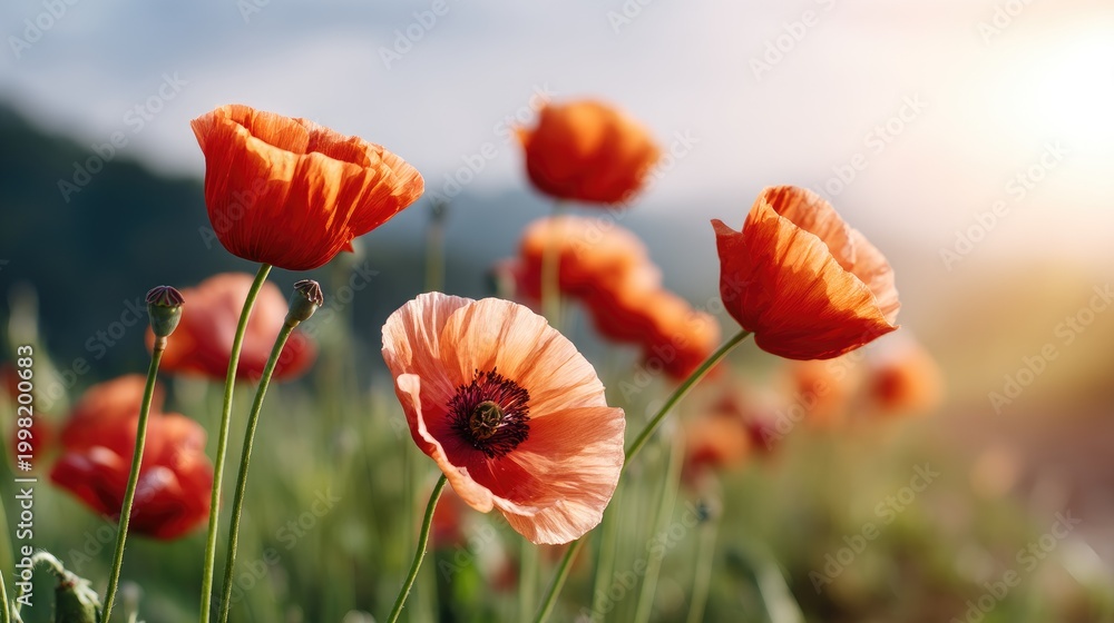 Fototapeta premium Vibrant Orange Poppies Blooming in a Sunlit Meadow with Soft Focus Background