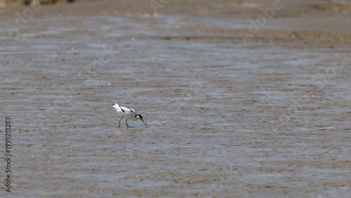 Pied Avocet (Recurvirostra avosetta) Feeding on a Mudding Shore