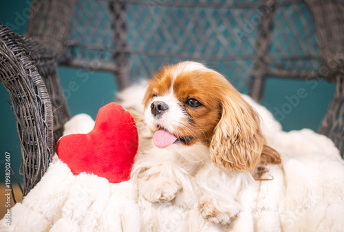 Canvas Print A cute Cavalier King Charles Spaniel in a home setting with a heart for Valentin
