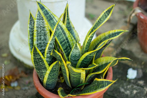 Obraz na płótnie The plant in the image is a Snake Plant (Dracaena trifasciata, formerly Sansevie