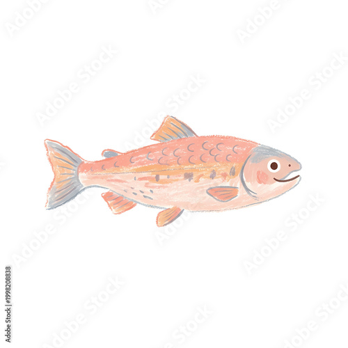 Hand drawn pink trout fish illustration on black background