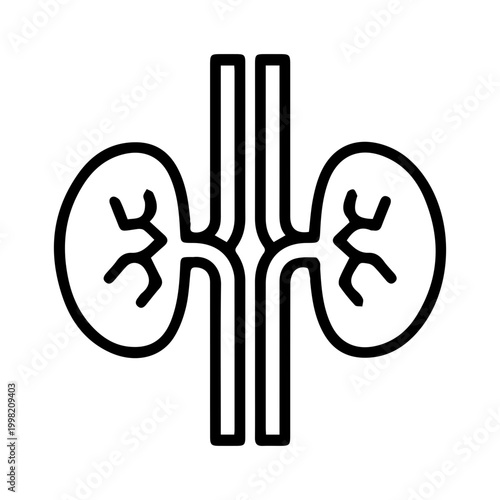 Kidney anatomy icon