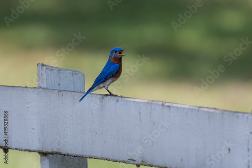 Fotografie Eastern Bluebird Singing From White Fence in Soft Green Background