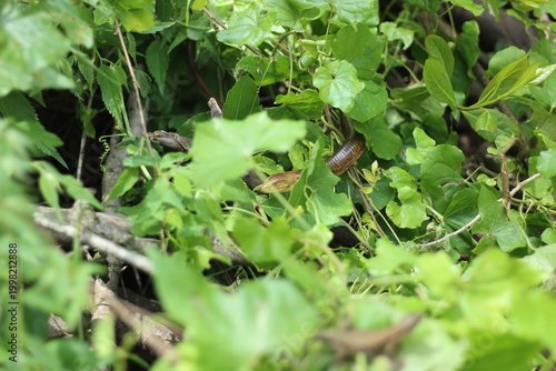 European legless lizard in nature.