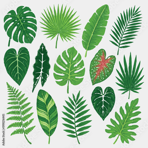 Set of 10+ Tropical Green Leaves Vector, Isolated Botanical Foliage Collection for Summer and Nature Design