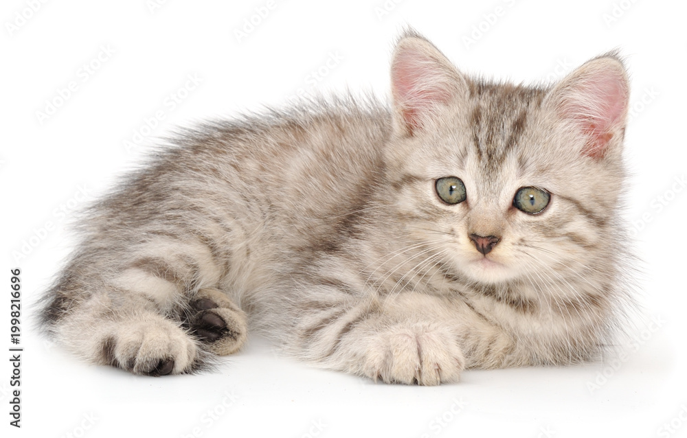 Obraz premium Small Grey Striped Kitten Lying Isolated on White Background