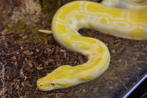 Bilde på lerret Yellow Albino Burmese Python in Terrarium