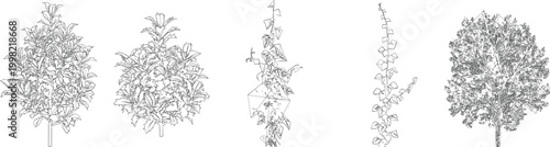 Vertical Poplar Tree Draw Outlines for Narrow Space Architectural Drawings and CAD